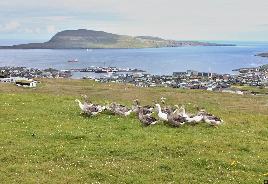 img00008.jpg