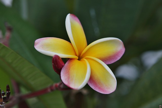 img00012.jpg