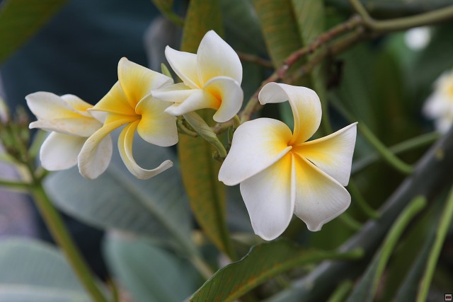 img00013.jpg