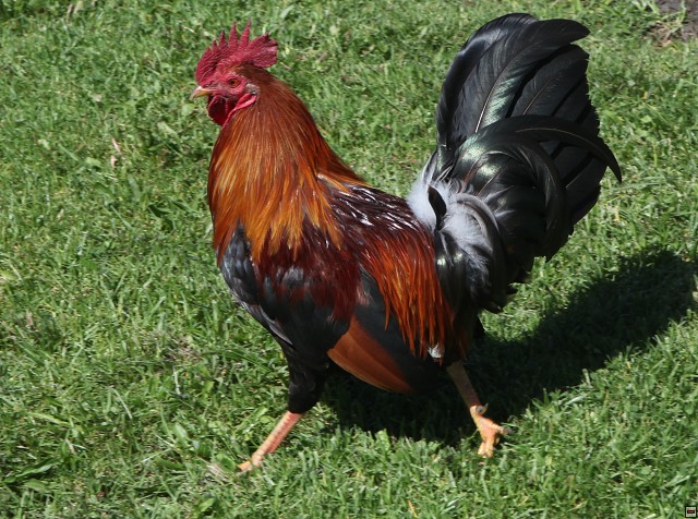img00027.jpg