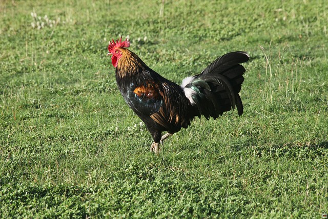 img00028.jpg