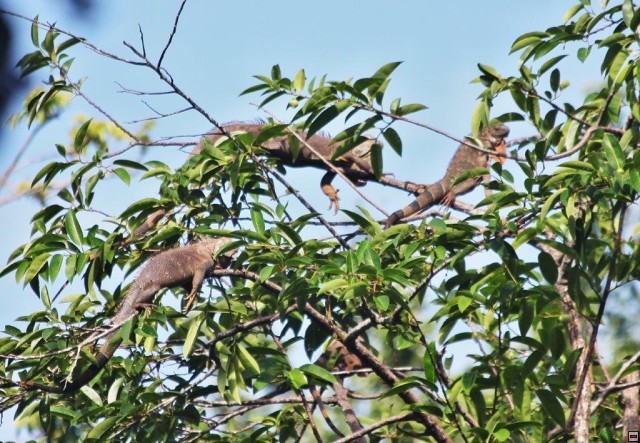 img00027.jpg