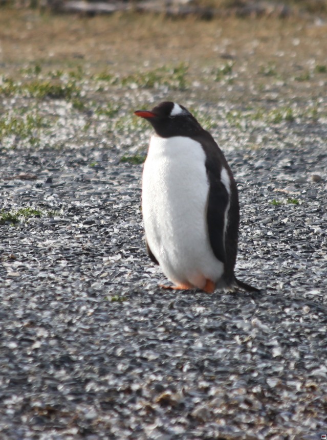 img00005.jpg