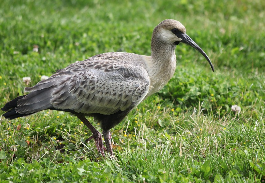 img00035.jpg