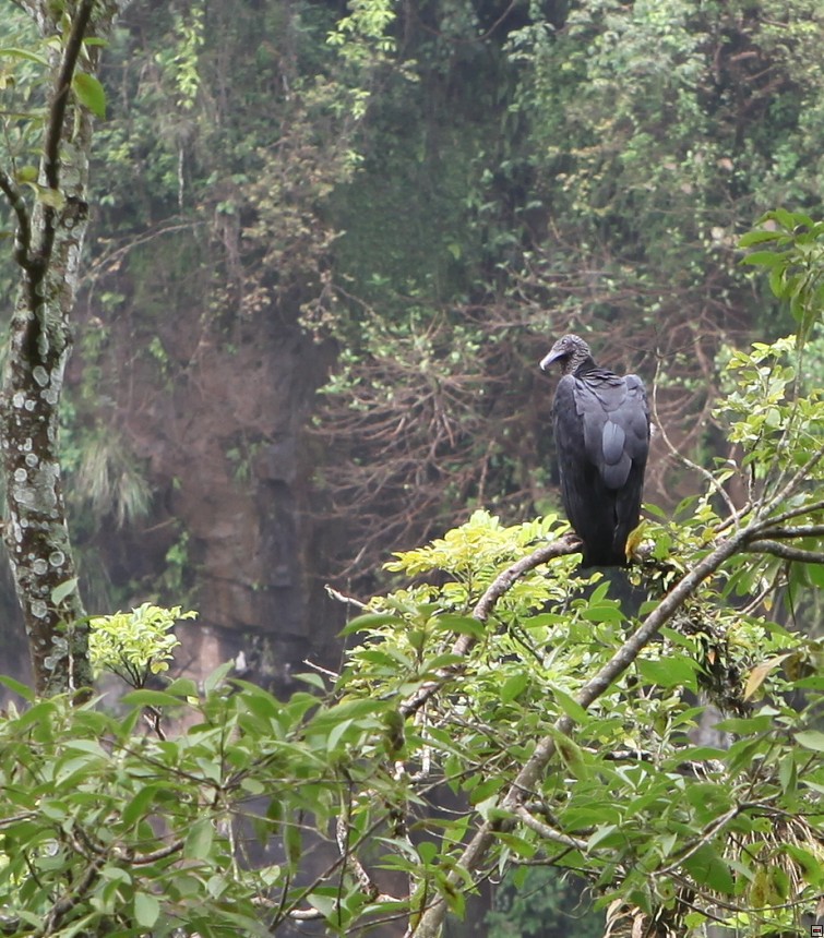 img00049.jpg